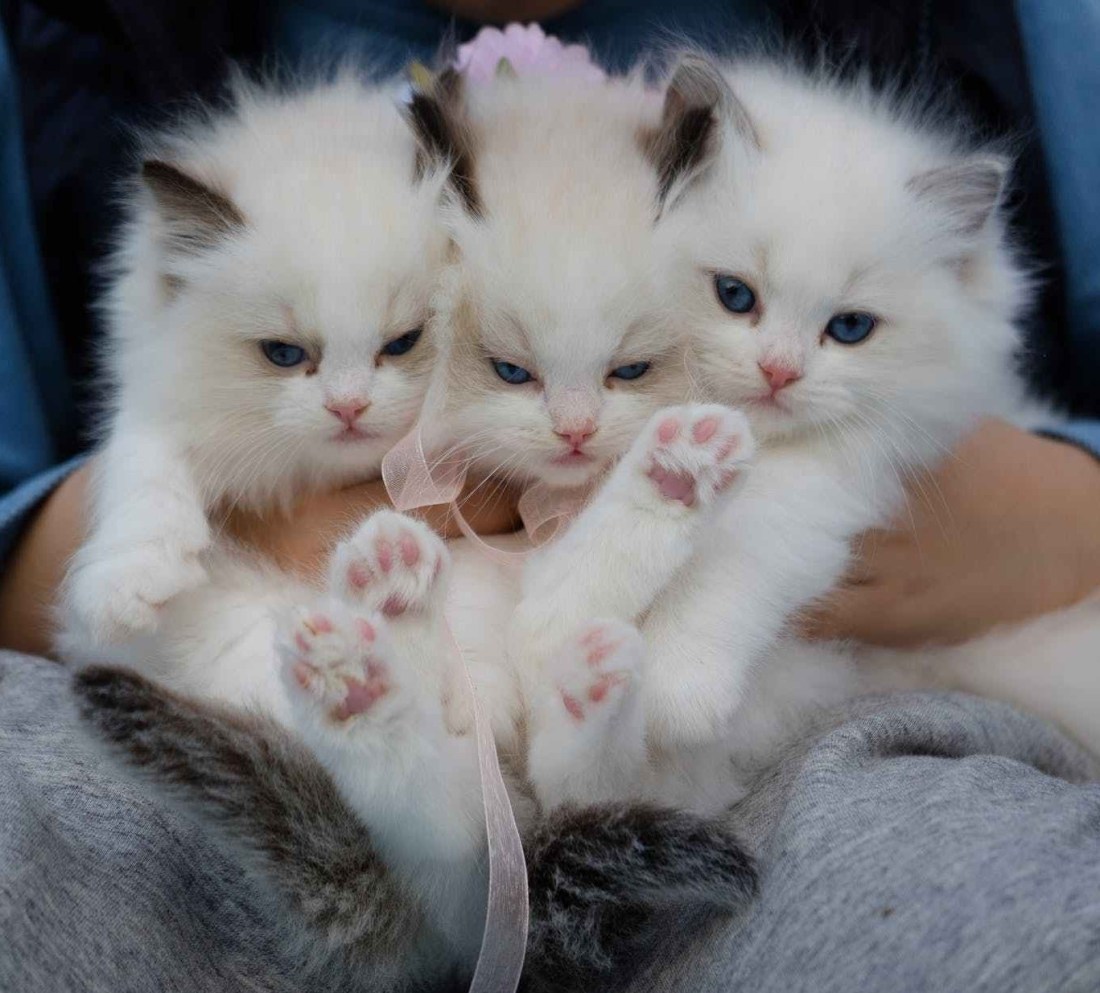 close up photo of a hand holding three white kittens